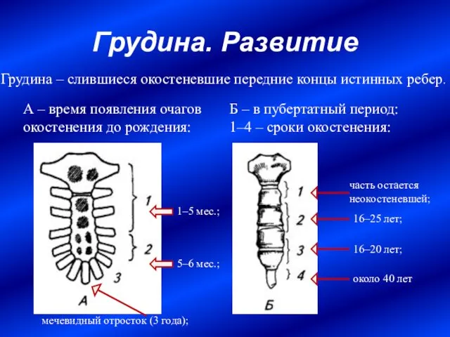 Грудина. Развитие А – время появления очагов окостенения до рождения: Б