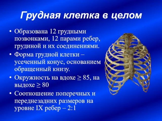 Грудная клетка в целом Образована 12 грудными позвонками, 12 парами ребер,