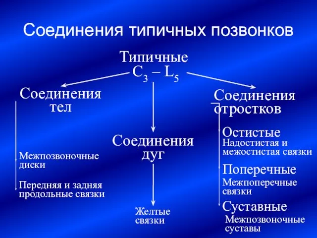 Соединения типичных позвонков Типичные C3 – L5 Соединения тел Соединения дуг