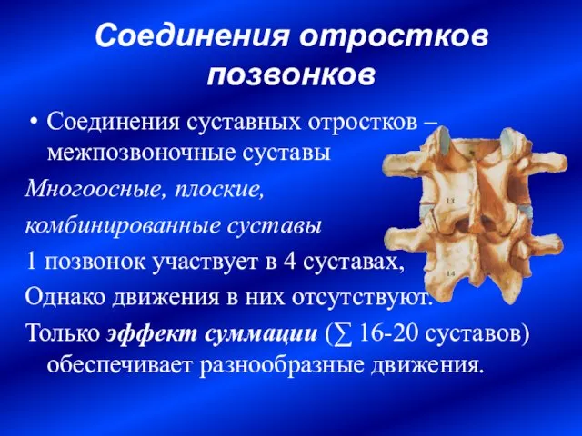 Соединения отростков позвонков Соединения суставных отростков – межпозвоночные суставы Многоосные, плоские,