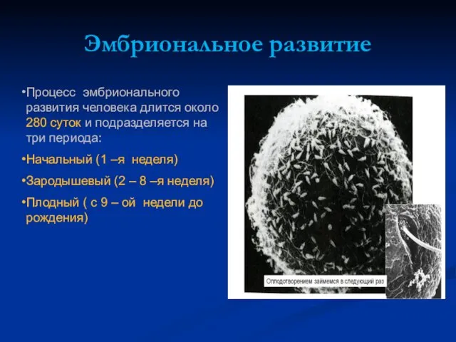 Эмбриональное развитие Процесс эмбрионального развития человека длится около 280 суток и