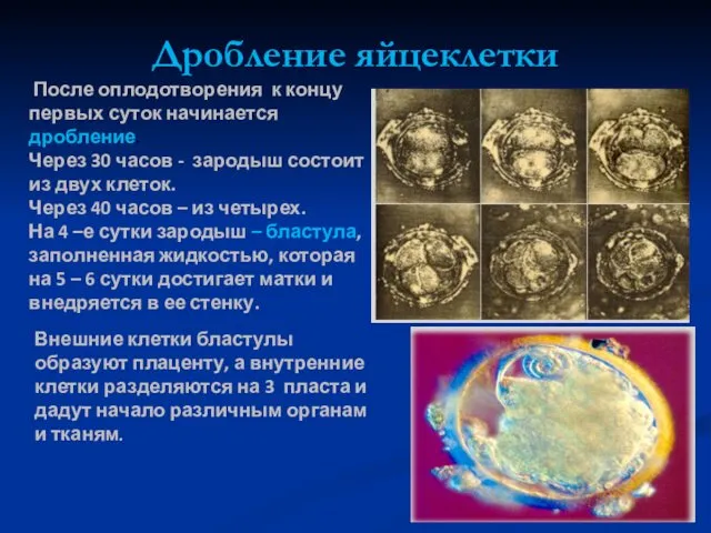 Дробление яйцеклетки После оплодотворения к концу первых суток начинается дробление. Через