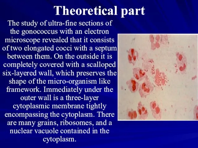 Theoretical part The study of ultra-fine sections of the gonococcus with