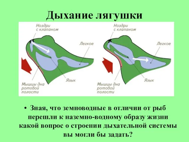 Дыхание лягушки Зная, что земноводные в отличии от рыб перешли к