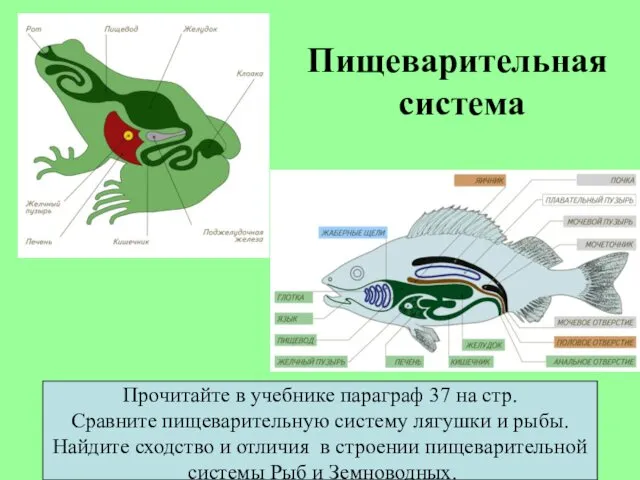 Пищеварительная система Прочитайте в учебнике параграф 37 на стр. Сравните пищеварительную