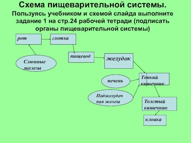 Схема пищеварительной системы. Пользуясь учебником и схемой слайда выполните задание 1