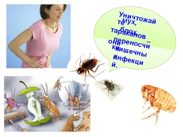 Уничтожайте мух, блох, тараканов – они переносчики кишечных инфекций.