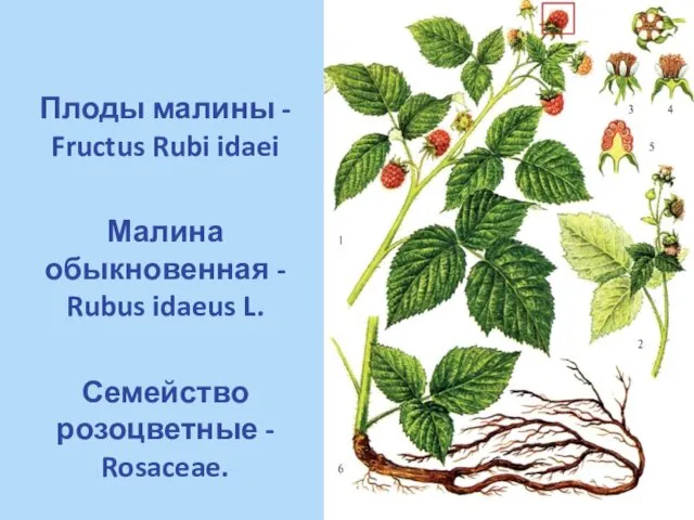 Плоды малины - Fructus Rubi idaei Малина обыкновенная - Rubus idaeus L. Семейство розоцветные - Rosaceae.