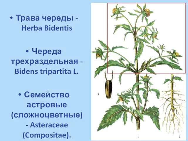 Трава череды - Herba Bidentis Череда трехраздельная - Bidens tripartita L.