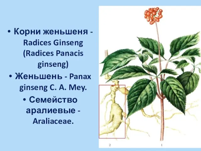 Корни женьшеня - Radices Ginseng (Radices Panacis ginseng) Женьшень - Panax