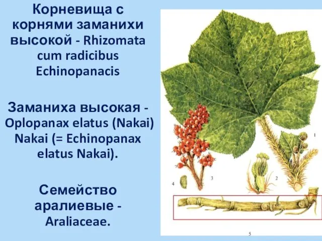 Корневища с корнями заманихи высокой - Rhizomata cum radicibus Echinopanacis Заманиха