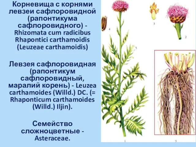 Корневища с корнями левзеи сафлоровидной (рапонтикума сафлоровидного) - Rhizomata cum radicibus