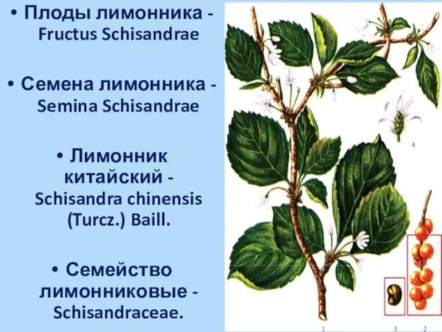 Плоды лимонника - Fructus Schisandrae Семена лимонника - Semina Schisandrae Лимонник