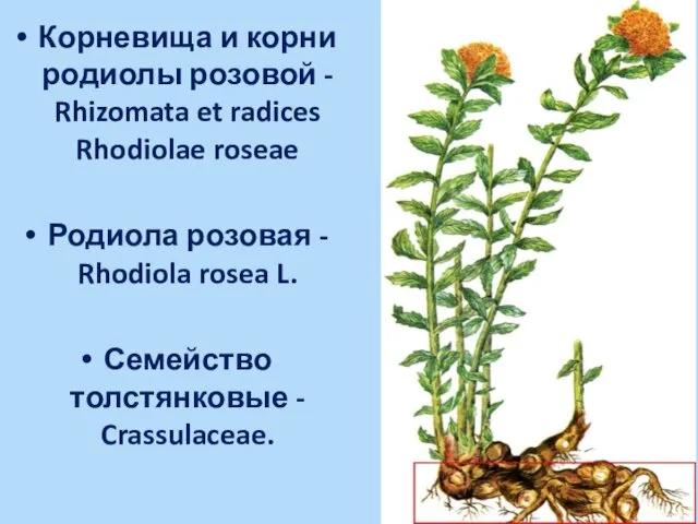 Корневища и корни родиолы розовой - Rhizomata et radices Rhodiolae roseae