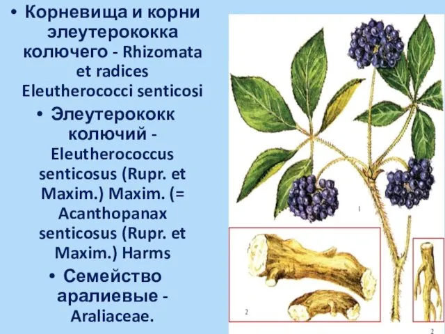 Корневища и корни элеутерококка колючего - Rhizomata et radices Eleutherococci senticosi