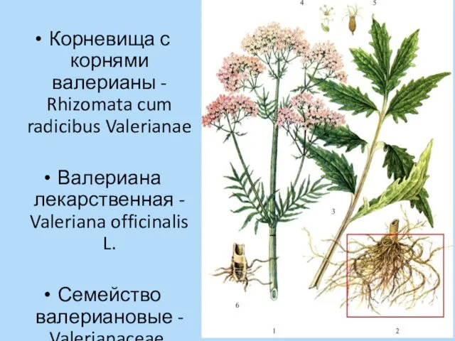 Корневища с корнями валерианы - Rhizomata cum radicibus Valerianae Валериана лекарственная