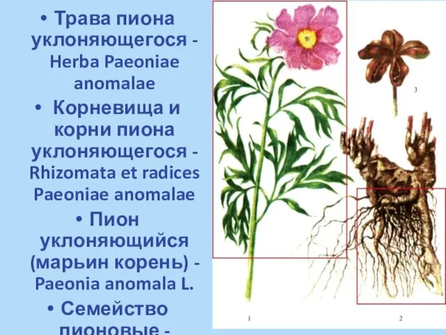 Трава пиона уклоняющегося - Herba Paeoniae anomalae Корневища и корни пиона