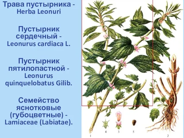 Трава пустырника - Herba Leonuri Пустырник сердечный - Leonurus cardiaca L.