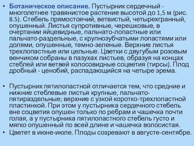 Ботаническое описание. Пустырник сердечный - многолетнее травянистое растение высотой до 1,5