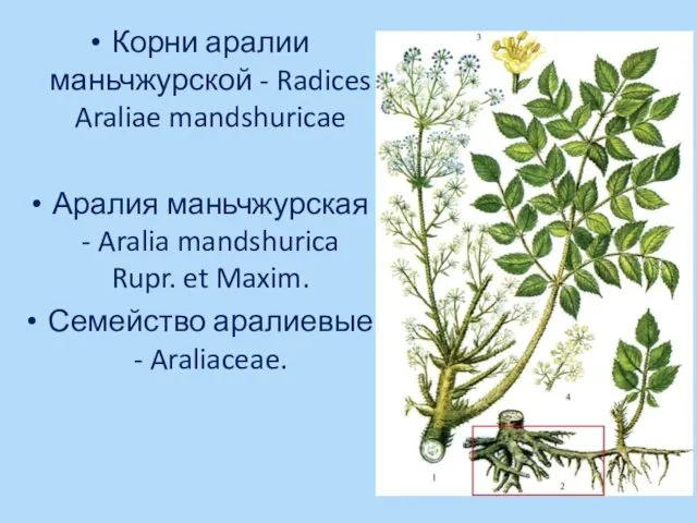 Корни аралии маньчжурской - Radices Araliae mandshuricae Аралия маньчжурская - Aralia