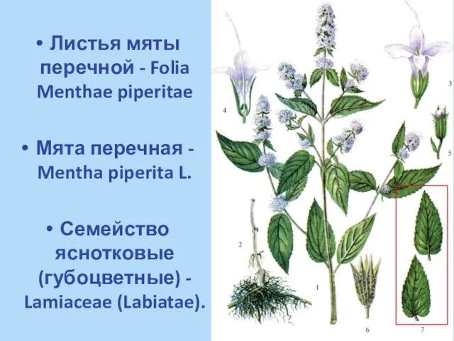 Листья мяты перечной - Folia Menthae piperitae Мята перечная - Mentha