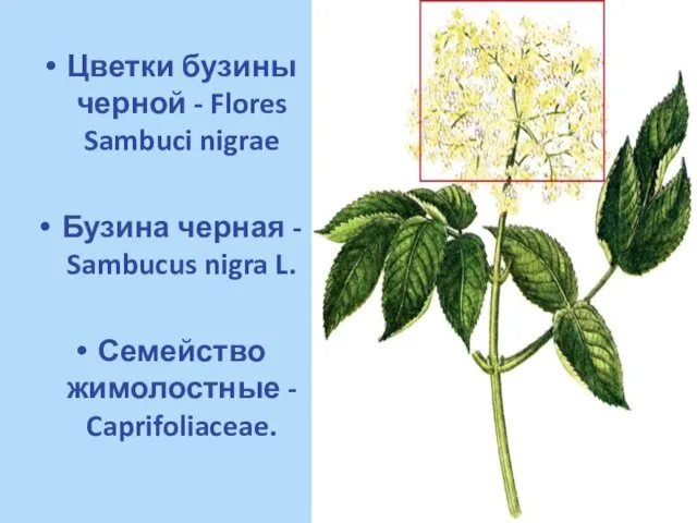 Цветки бузины черной - Flores Sambuci nigrae Бузина черная - Sambucus