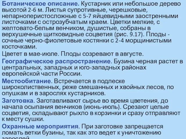 Ботаническое описание. Кустарник или небольшое дерево высотой 2-6 м. Листья супротивные,