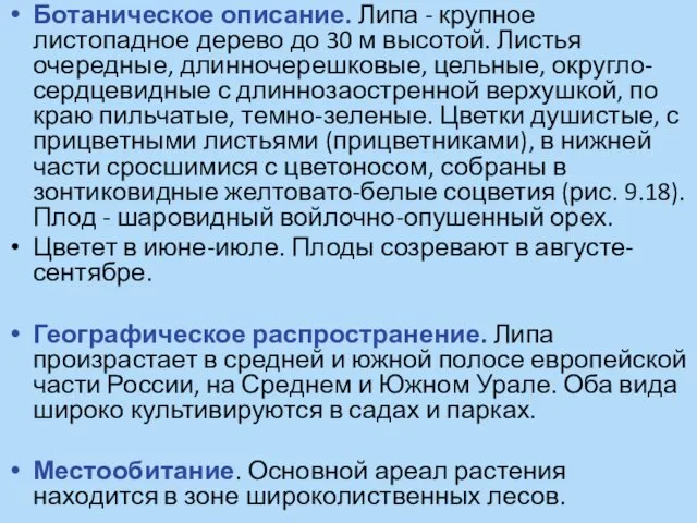 Ботаническое описание. Липа - крупное листопадное дерево до 30 м высотой.