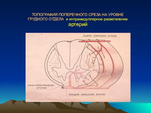 ТОПОГРАФИЯ ПОПЕРЕЧНОГО СРЕЗА НА УРОВНЕ ГРУДНОГО ОТДЕЛА и интрамедуллярное разветвление артерий