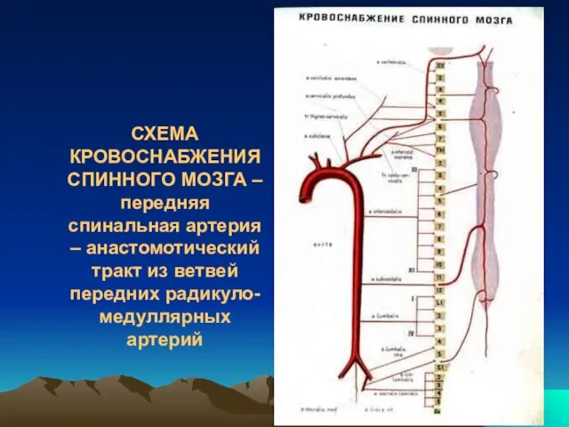 СХЕМА КРОВОСНАБЖЕНИЯ СПИННОГО МОЗГА – передняя спинальная артерия – анастомотический тракт из ветвей передних радикуло-медуллярных артерий