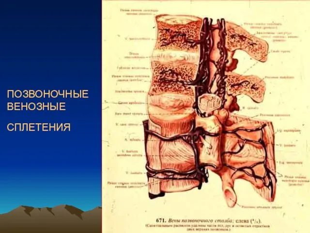 ПОЗВОНОЧНЫЕ ВЕНОЗНЫЕ СПЛЕТЕНИЯ