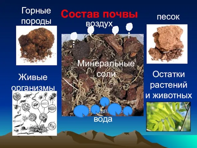 Состав почвы Горные породы песок Живые организмы Остатки растений и животных вода воздух Минеральные соли