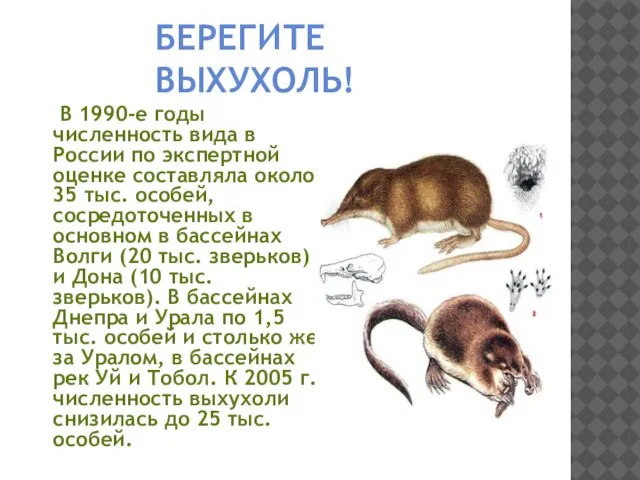 В 1990-е годы численность вида в России по экспертной оценке составляла