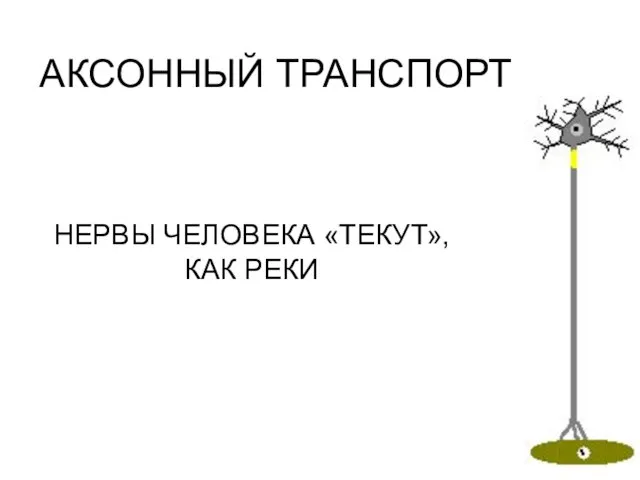 АКСОННЫЙ ТРАНСПОРТ НЕРВЫ ЧЕЛОВЕКА «ТЕКУТ», КАК РЕКИ