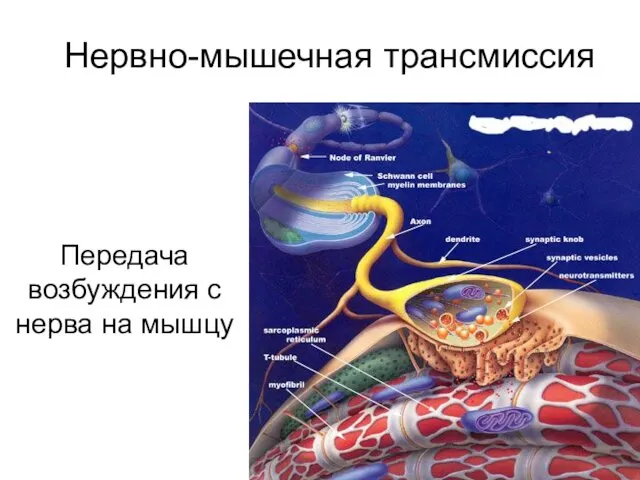 Нервно-мышечная трансмиссия Передача возбуждения с нерва на мышцу