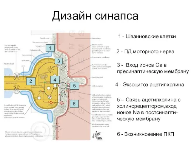 Дизайн синапса 1 - Шванновские клетки 2 - ПД моторного нерва