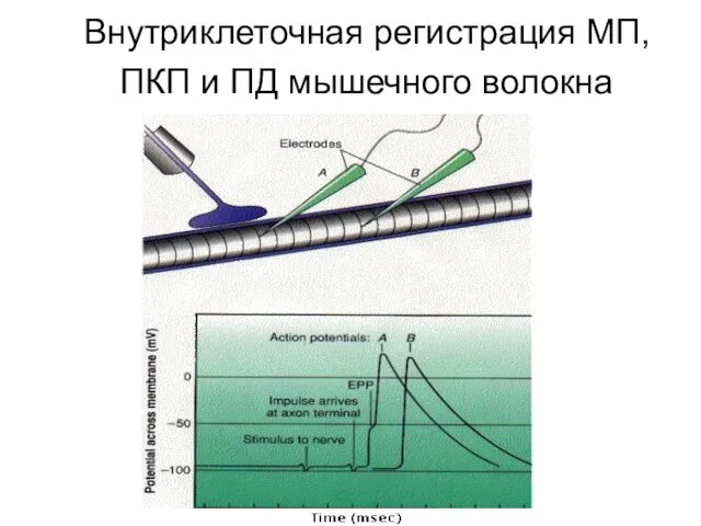 Внутриклеточная регистрация МП, ПКП и ПД мышечного волокна