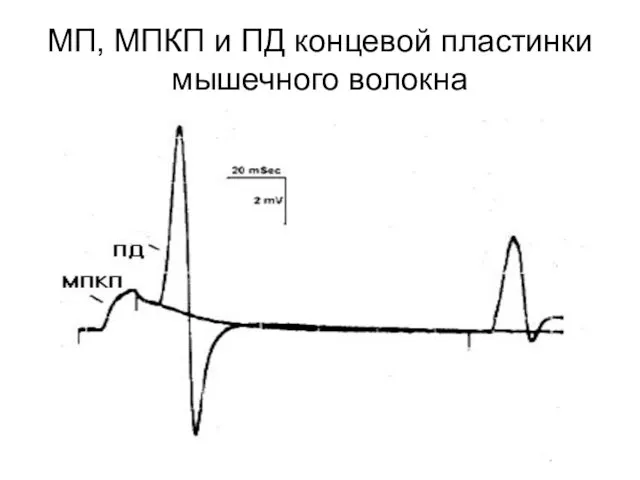 МП, МПКП и ПД концевой пластинки мышечного волокна