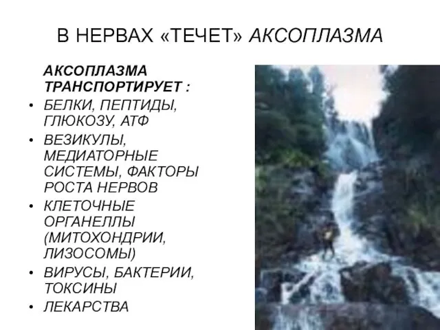 В НЕРВАХ «ТЕЧЕТ» АКСОПЛАЗМА АКСОПЛАЗМА ТРАНСПОРТИРУЕТ : БЕЛКИ, ПЕПТИДЫ, ГЛЮКОЗУ, АТФ