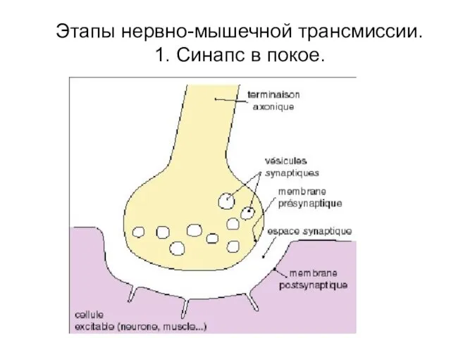 Этапы нервно-мышечной трансмиссии. 1. Синапс в покое.