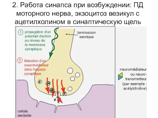 2. Работа синапса при возбуждении: ПД моторного нерва, экзоцитоз везикул с ацетилхолином в синаптическую щель