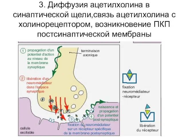 3. Диффузия ацетилхолина в синаптической щели,связь ацетилхолина с холинорецептором, возникновение ПКП постсинаптической мембраны