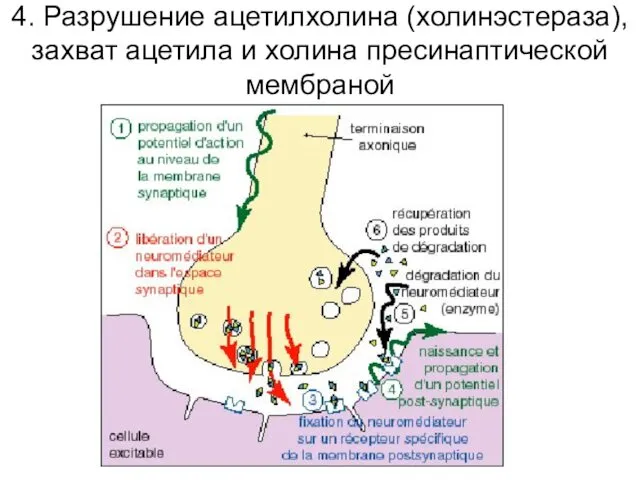 4. Разрушение ацетилхолина (холинэстераза), захват ацетила и холина пресинаптической мембраной