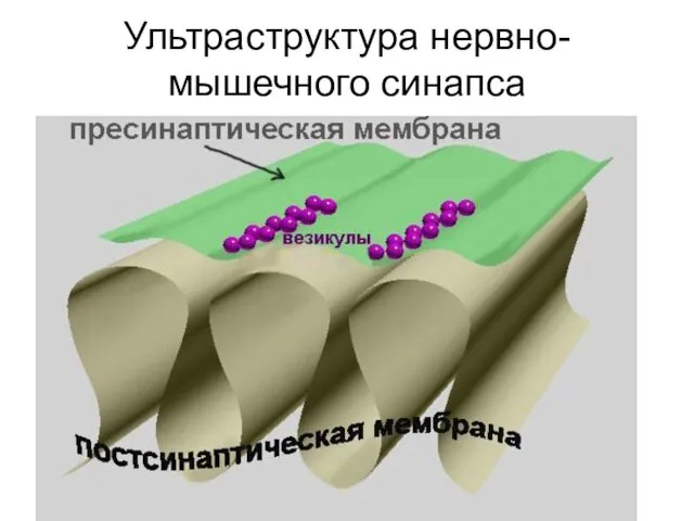 Ультраструктура нервно-мышечного синапса