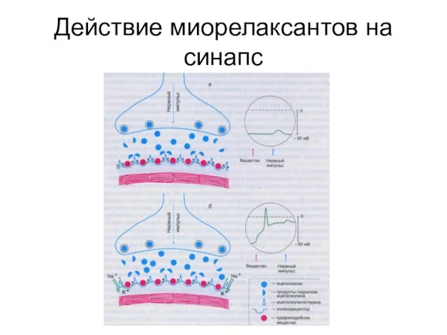 Действие миорелаксантов на синапс