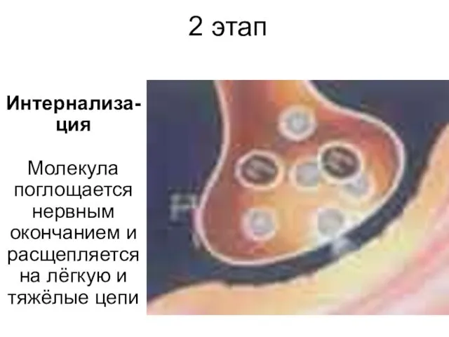 2 этап Интернализа-ция Молекула поглощается нервным окончанием и расщепляется на лёгкую и тяжёлые цепи