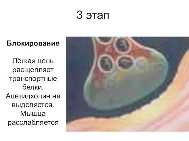 3 этап Блокирование Лёгкая цепь расщепляет транспортные белки. Ацетилхолин не выделяется. Мышца расслабляется