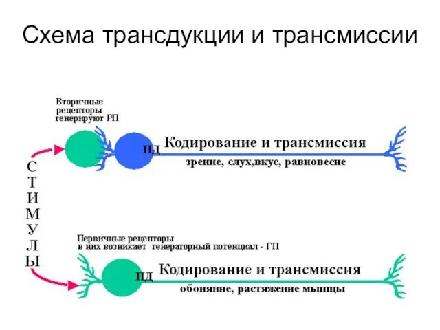 Схема трансдукции и трансмиссии