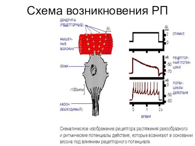 Схема возникновения РП