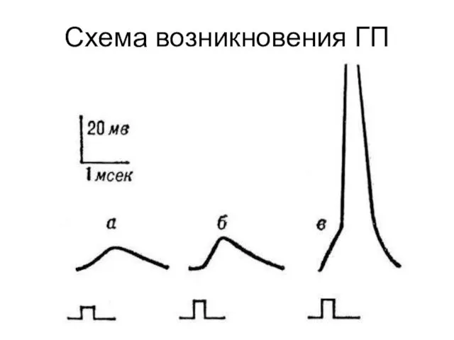 Схема возникновения ГП